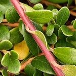 Arctostaphylos uva-ursi Ŝelo