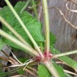 Geranium rotundifolium Ŝelo