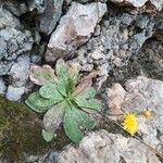 Hieracium laniferum Libunga