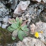 Hieracium laniferum Habitat