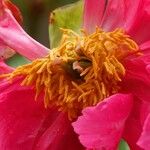 Paeonia mascula Квітка