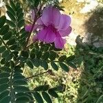 Indigofera heterantha Flower