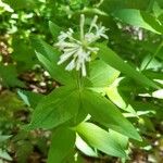 Asperula taurina Hábito