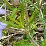 Veronica prostrata Blad