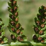 Athyrium distentifolium Vrucht