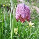 Fritillaria tubaeformis Õis