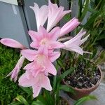 Amaryllis belladonna Kwiat
