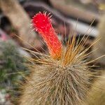 Cleistocactus hyalacanthus Kwiat