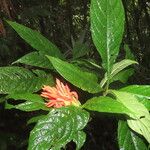 Aphelandra tridentata Leaf