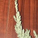 Artemisia frigida Blatt