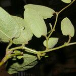 Aristolochia tonduzii 葉