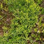 Lycopodium × zeilleri Elinympäristö