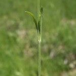 Silene sendtneri Leaf