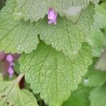 Lamium purpureum Yaprak