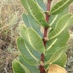 Asclepias latifolia ᱛᱟᱦᱮᱸ