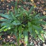 Asplenium scolopendrium Облик