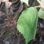 Triumfetta semitriloba Hoja
