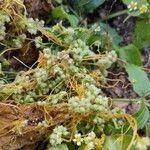Cuscuta campestris Flower