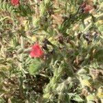 Echium angustifolium Flor