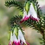 Darwinia meeboldii