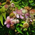 Rubus ulmifolius Autre