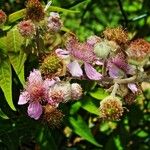 Rubus ulmifolius Máis