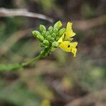 Rapistrum rugosum Flower