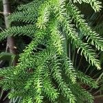 Araucaria heterophylla Leaf