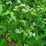 Ageratina altissimaЦветок