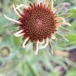 Echinacea pallida Virág