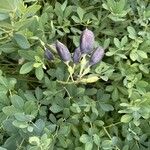 Baptisia australis Deilen