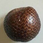 Salacca zalacca മറ്റ്