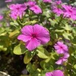 Catharanthus roseus Kvet