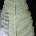 Hymenandra squamata Leaf