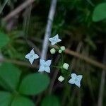 Galium rotundifolium Flower