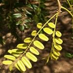 Cordyla africana Leaf