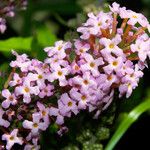 Buddleja davidii Flower