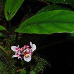 Begonia longipetiolata Flower