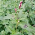 Persicaria maculosa花