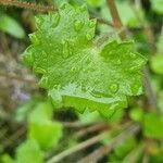 Saxifraga rotundifolia 葉