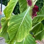 Celosia cristata Leaf