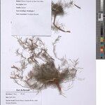Microcharis asparagoides Alia