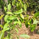 Santalum album Fruit