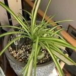 Chlorophytum capense叶