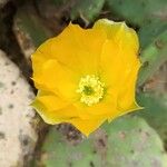 Opuntia ficus-indicaКветка