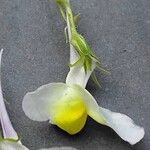 Linaria maroccana Flor