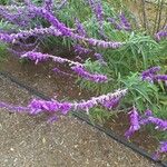 Salvia leucantha Flower