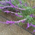 Salvia leucantha फूल