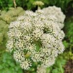 Angelica sylvestris花