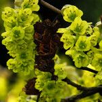 Corylopsis sinensis Kvet